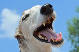 Canine Dental Care